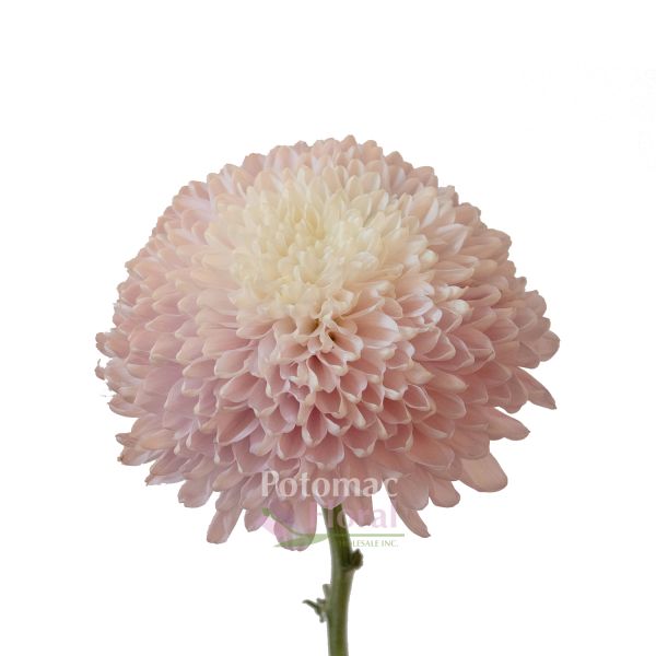 Cremon Light Blush pink Potomac Floral Wholesale